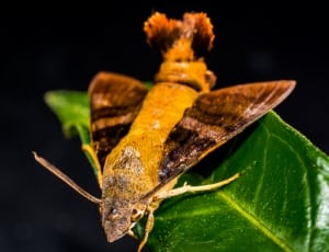 brown and yellow humingbird moth thumbnail