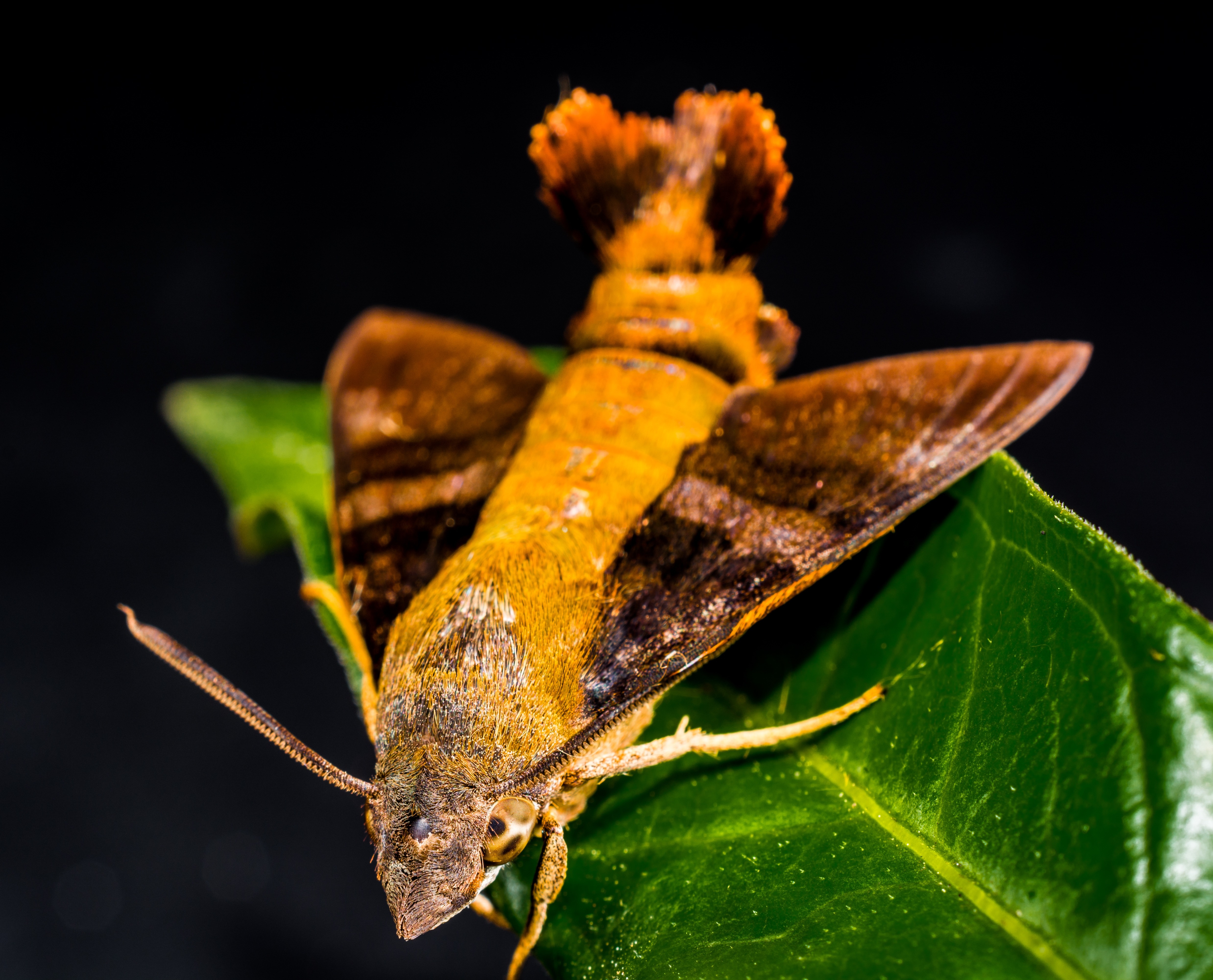 brown and yellow humingbird moth