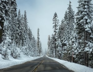 grey concrete road between pine trees with snow under white sky during daytime thumbnail