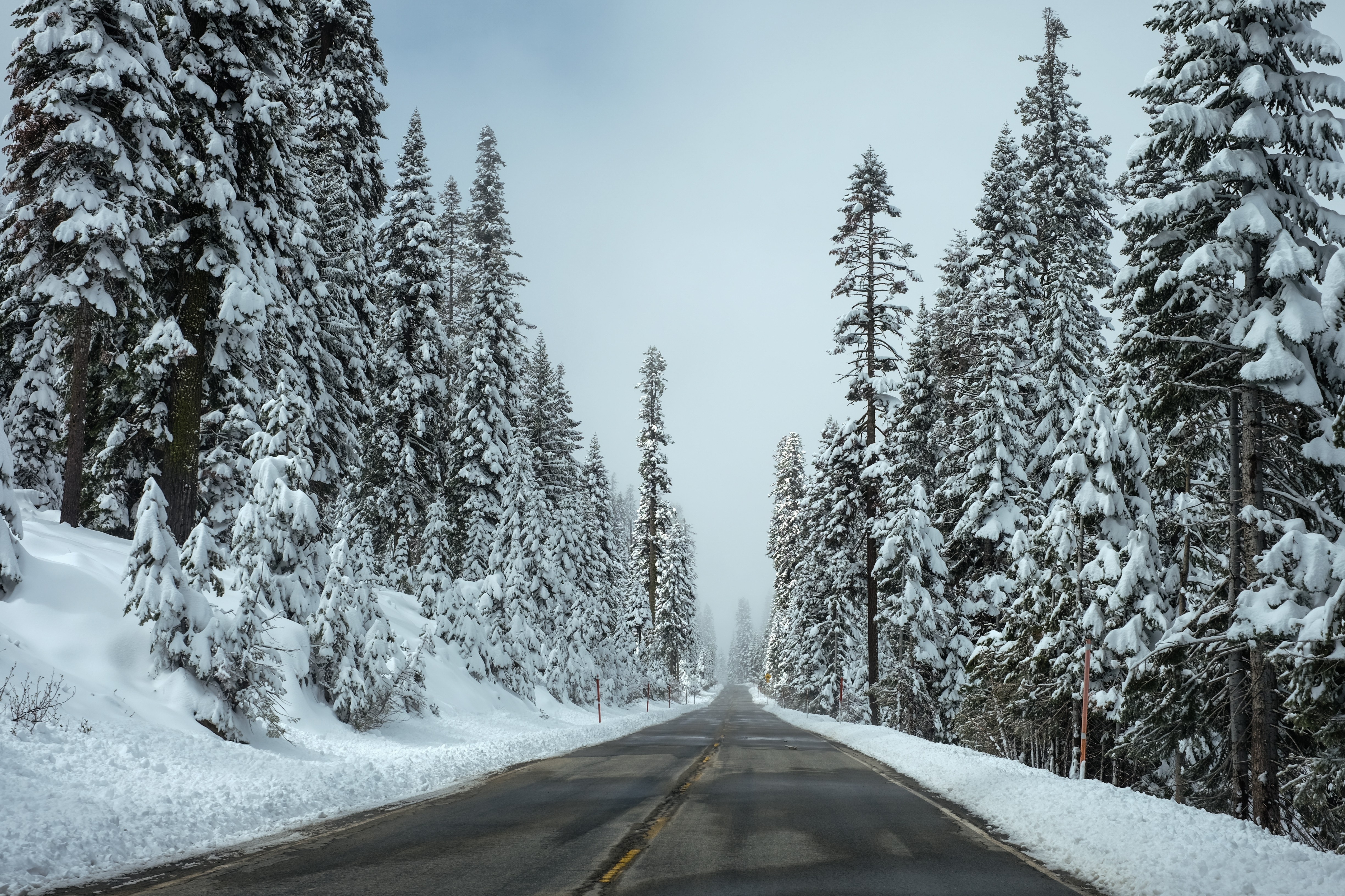 1920x1080 Wallpaper Grey Concrete Road Between Pine Trees With Snow