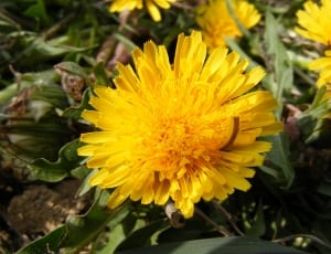 yellow cluster flower thumbnail