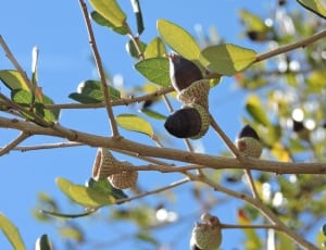 acorn tree thumbnail