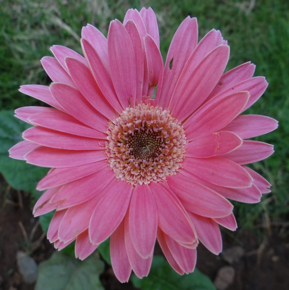 Gerbera, Asteracea, Flower, Close-Up, flower, petal preview