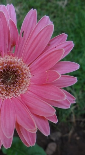Gerbera, Asteracea, Flower, Close-Up, flower, petal thumbnail