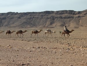 camels thumbnail