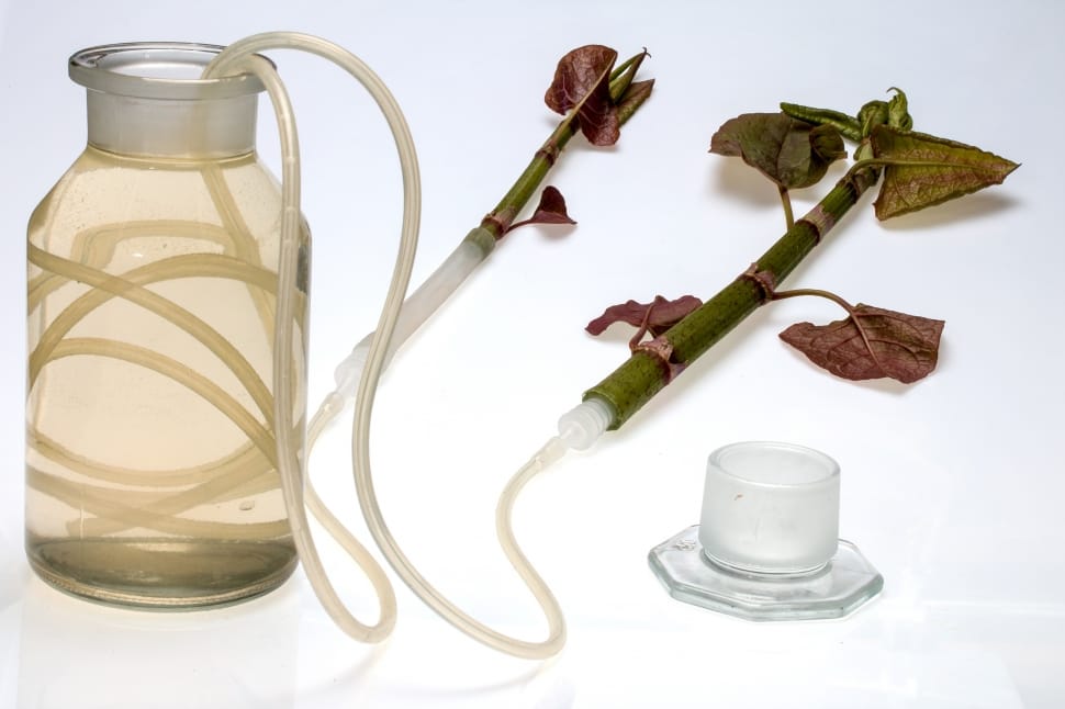 clear glass container and clear plastic hose preview