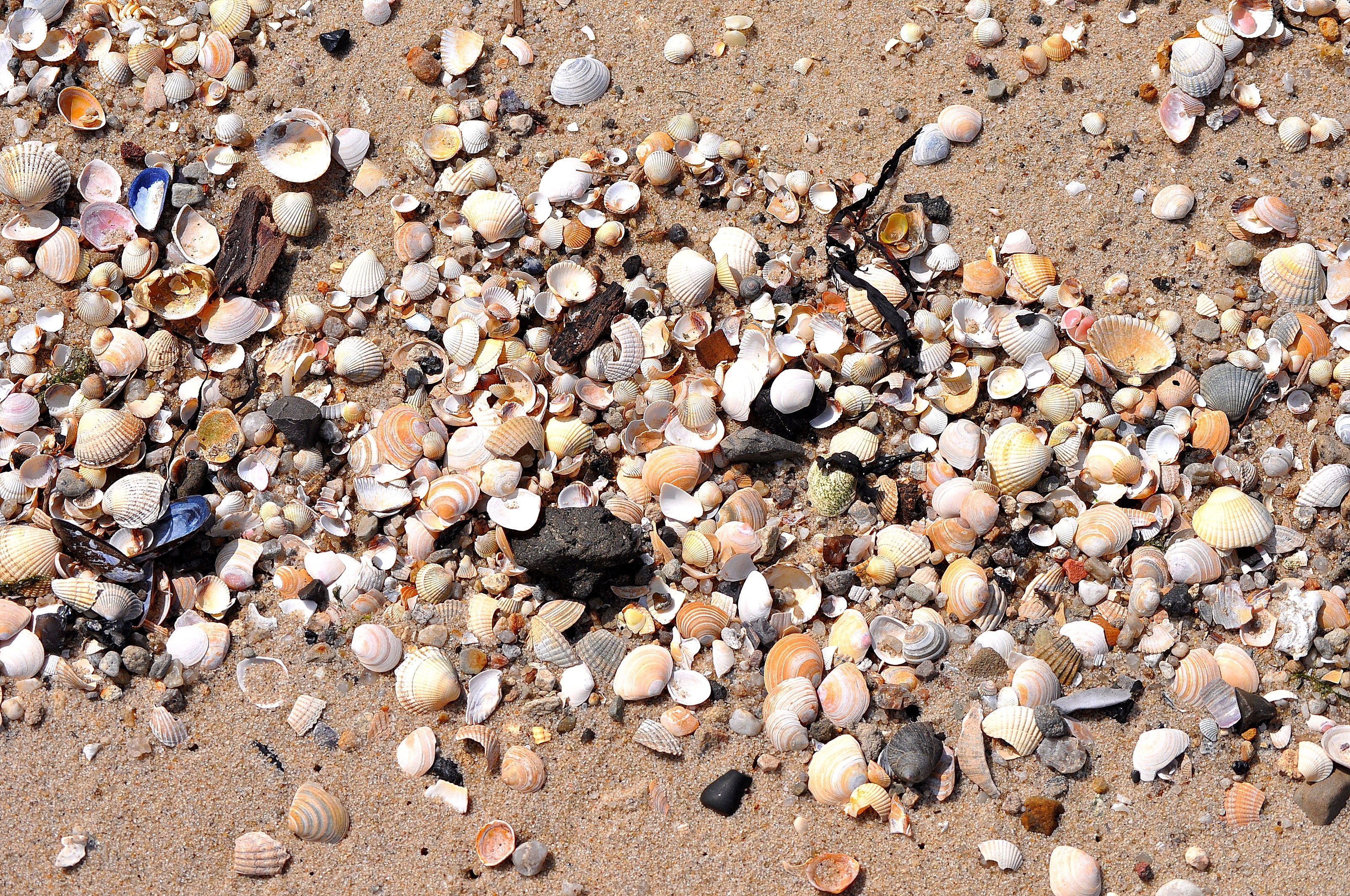 seashell lot