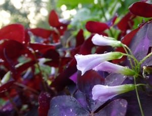 purple and green petaled flower plant thumbnail