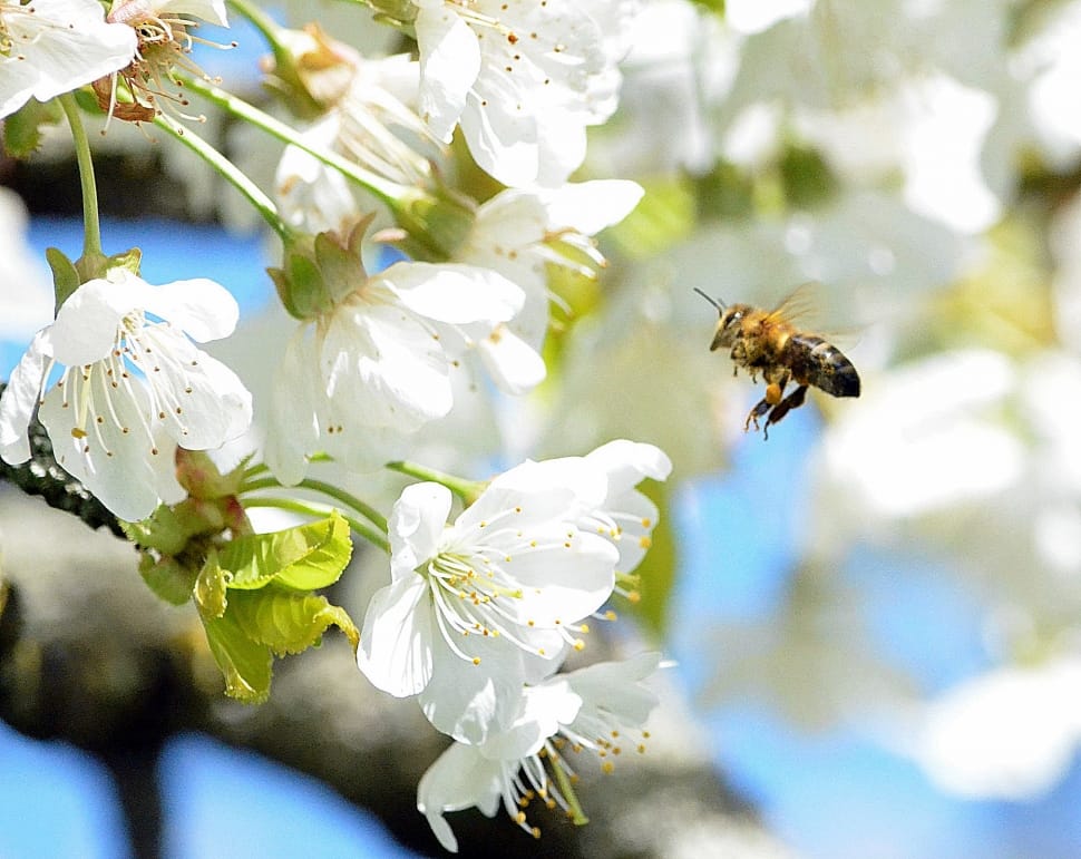 Bee, Blossom, Bloom, Frühlingsanfang, ,  preview