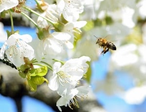 Bee, Blossom, Bloom, Frühlingsanfang, ,  thumbnail