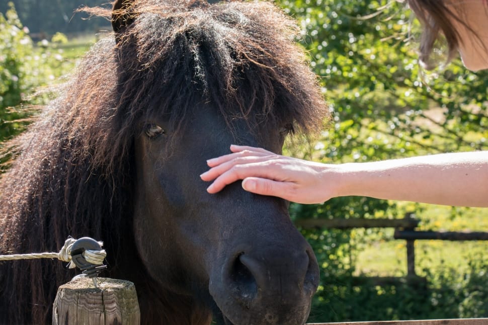person holding a black horse outdoors during daytime preview