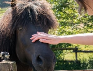 person holding a black horse outdoors during daytime thumbnail