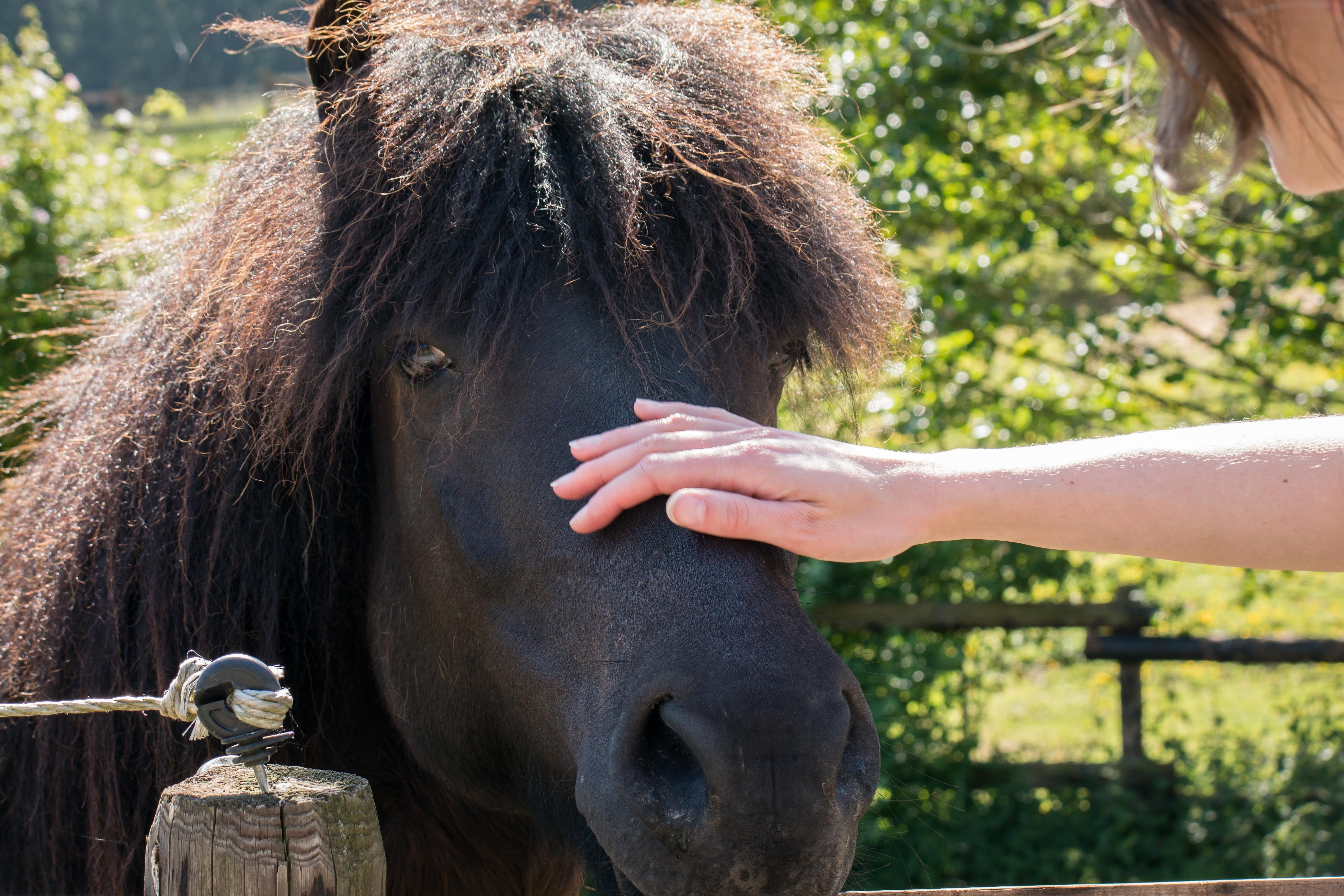 person holding a black horse outdoors during daytime