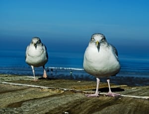 2 gray seagulls thumbnail