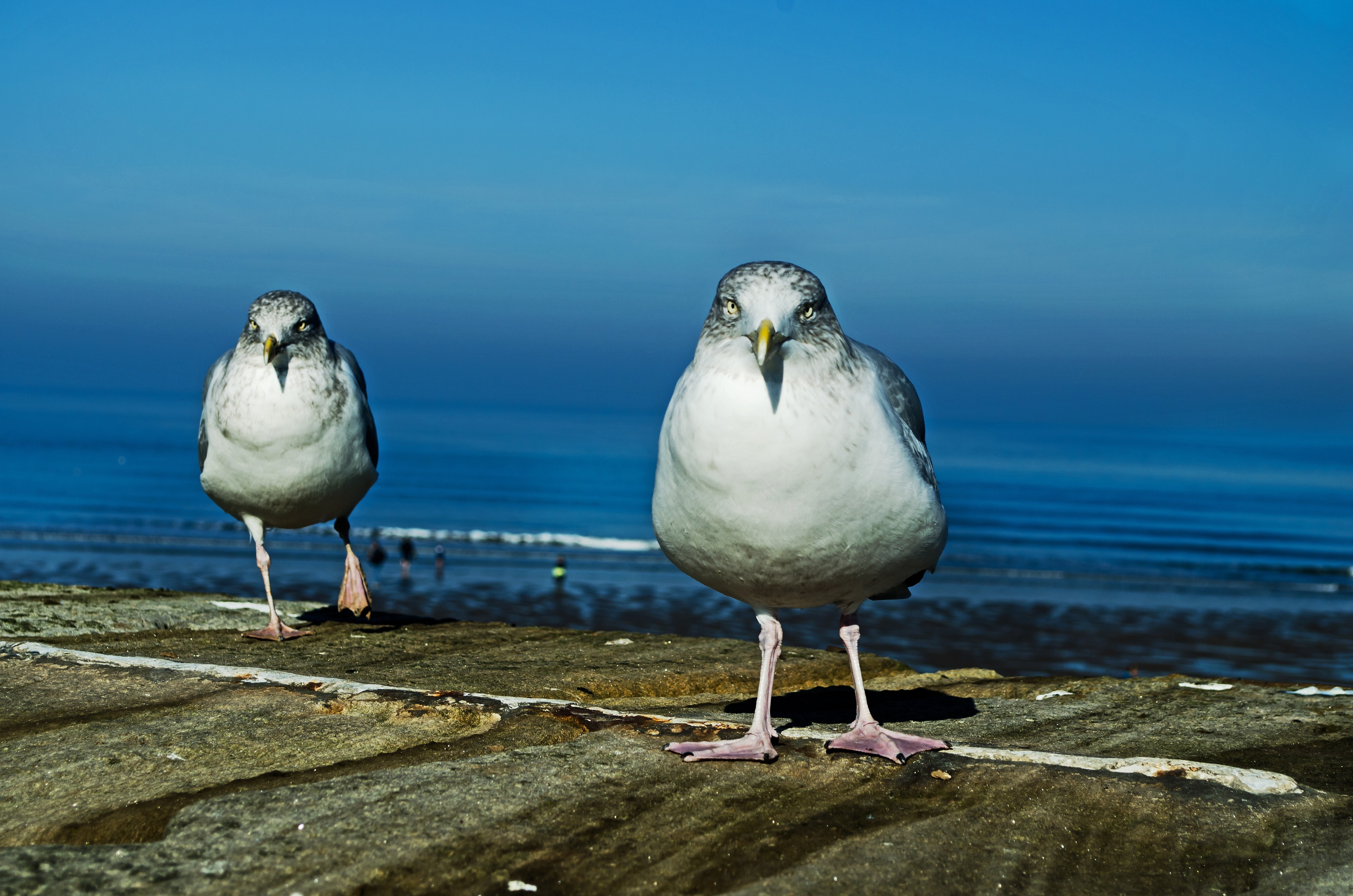 2 gray seagulls