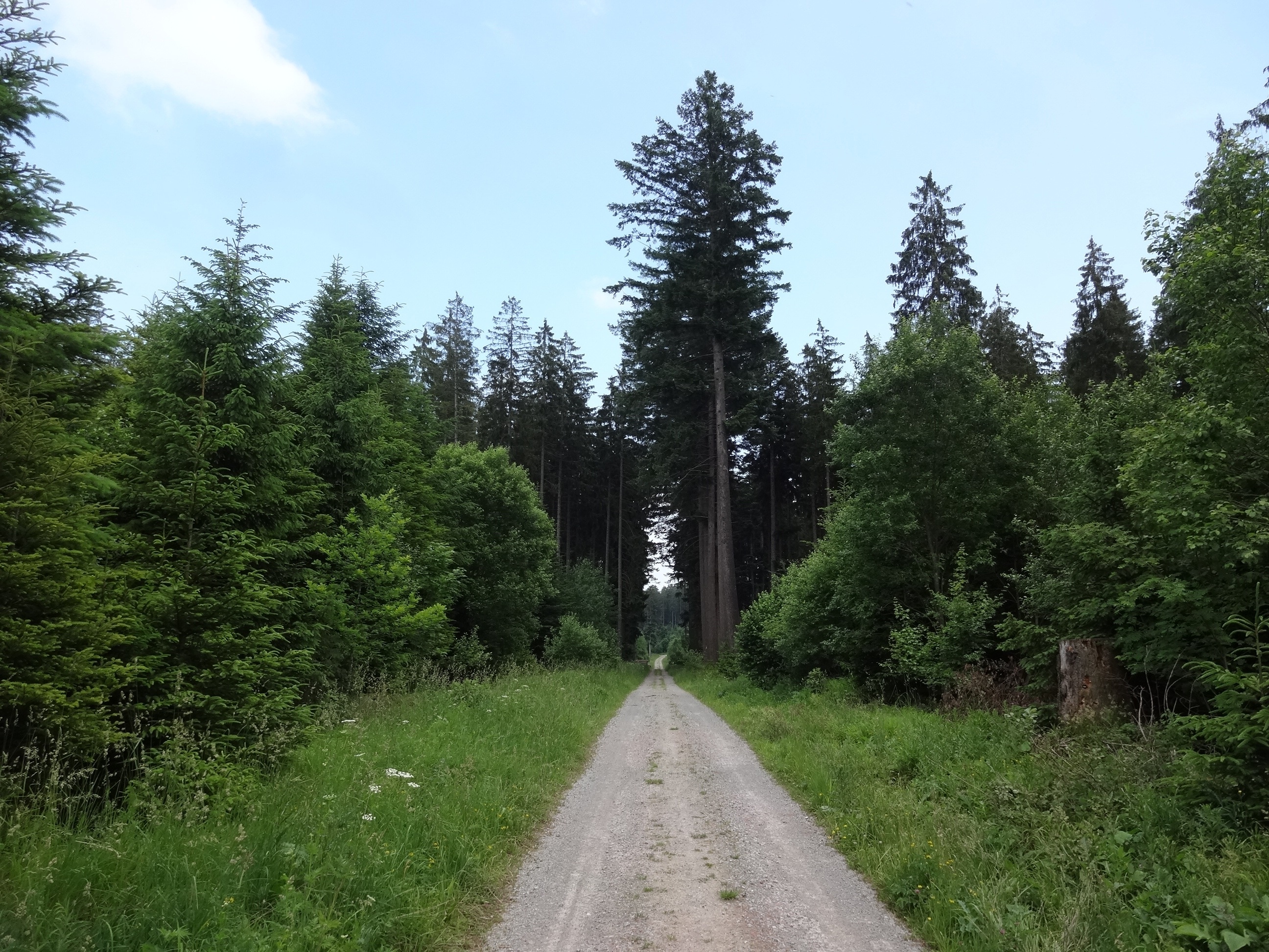 Полоса деревьев. Trek лес трасса лето. Где погулять по лесу в Кольчугино.