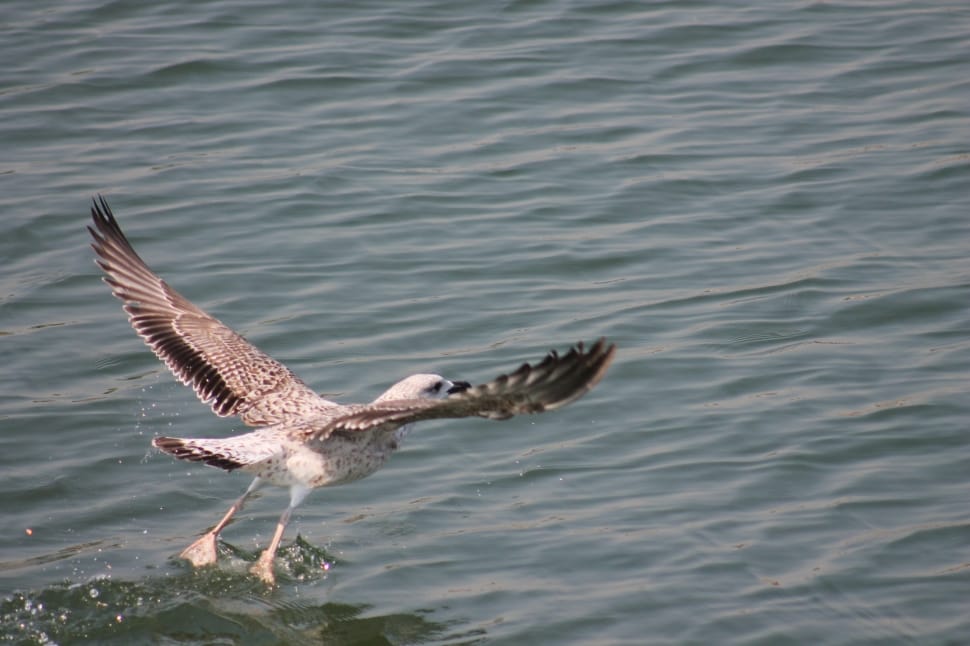 gray and white bird flying above body of water during daytime preview