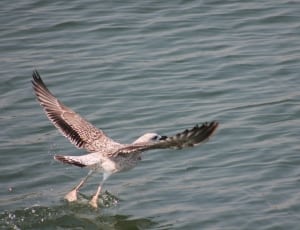 gray and white bird flying above body of water during daytime thumbnail
