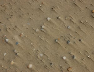 assorted sea shells thumbnail