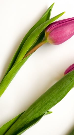 three purple petaled tulips at white room thumbnail