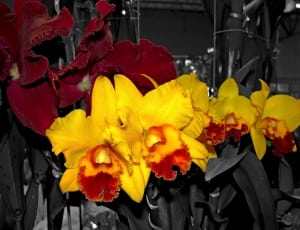 assorted floral arrangement thumbnail