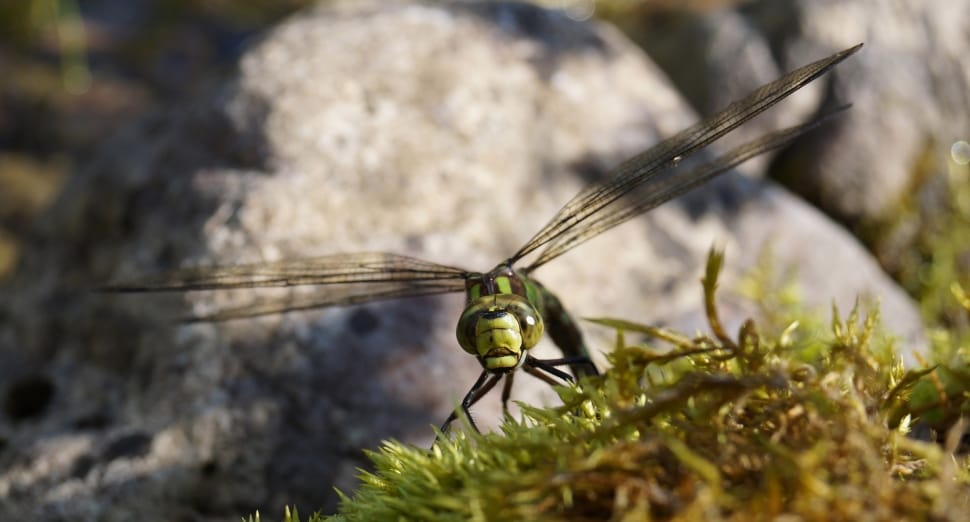 green dragonfly preview
