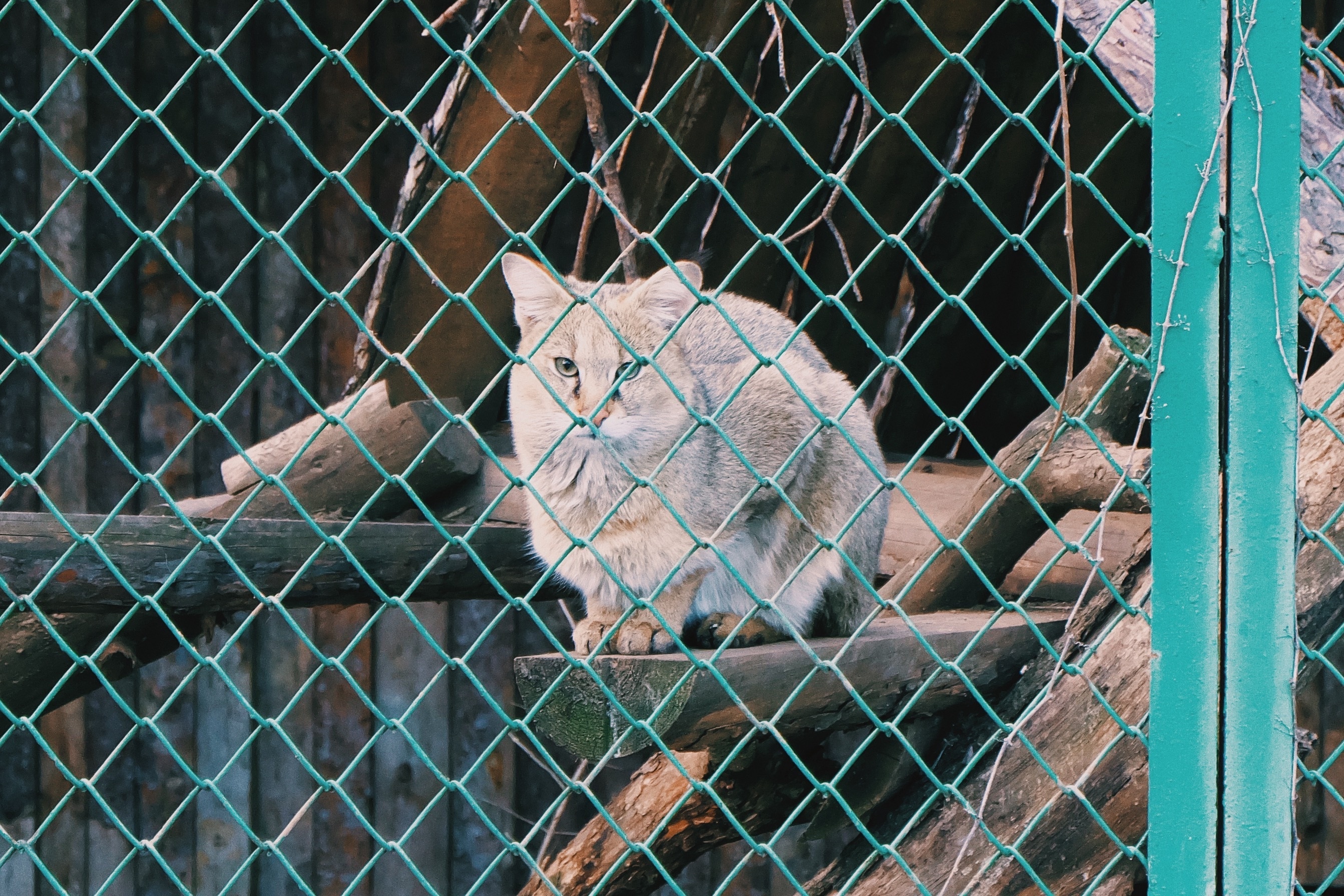 grey short fur cat