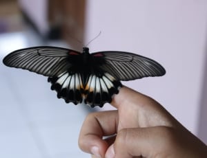 great mormon butterfly thumbnail