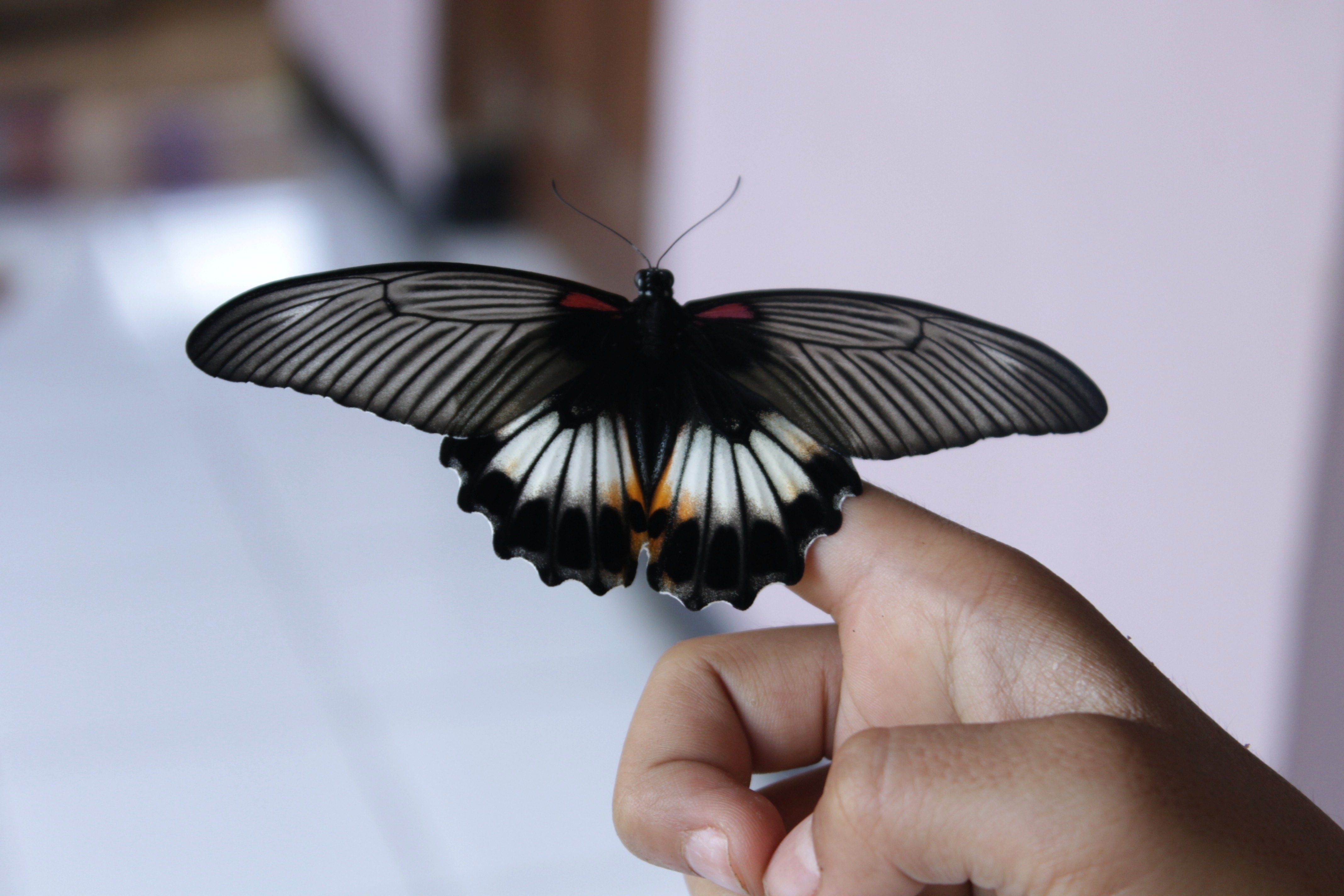 great mormon butterfly