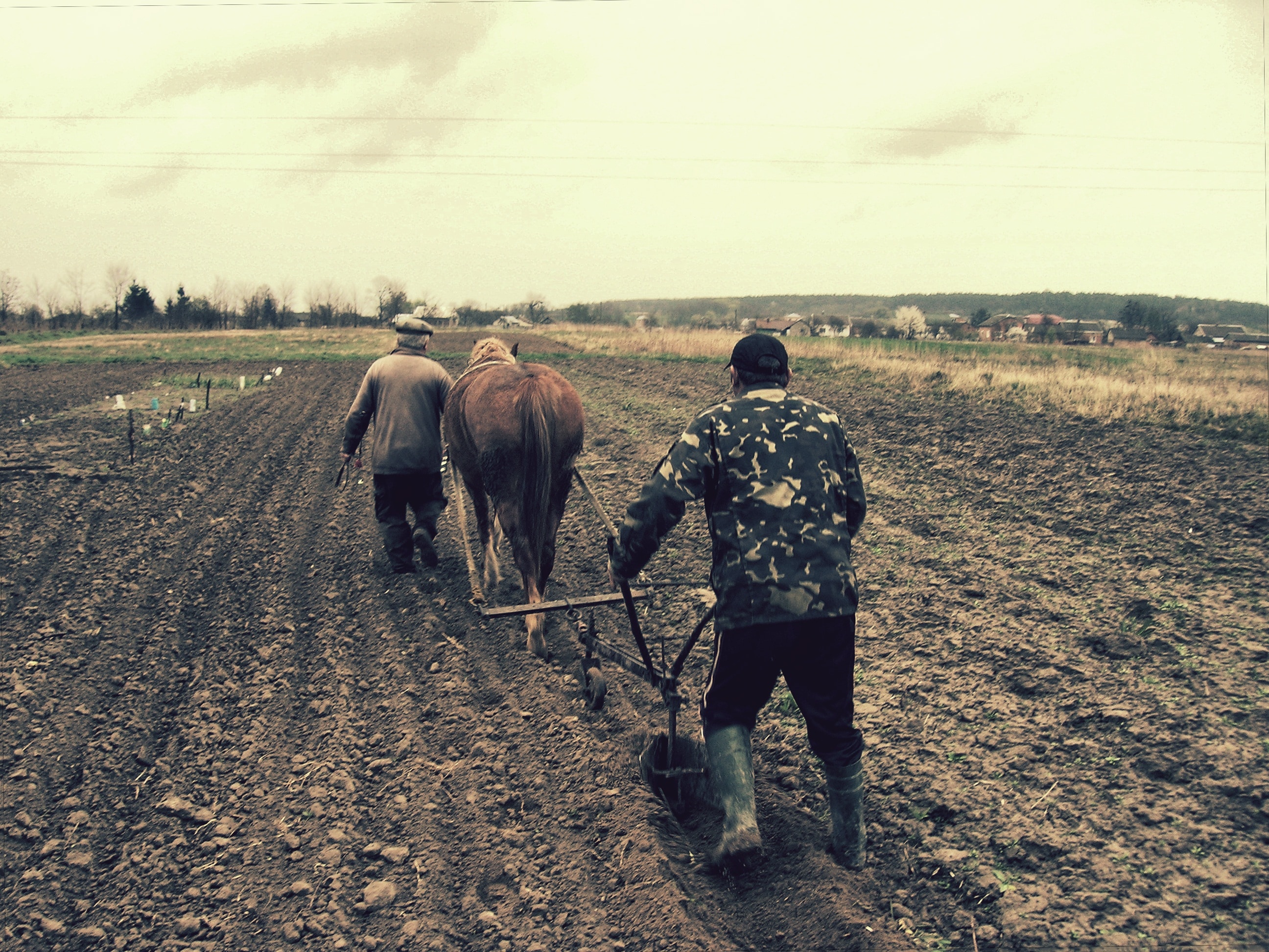 two men with horse cultivating soil at daytime