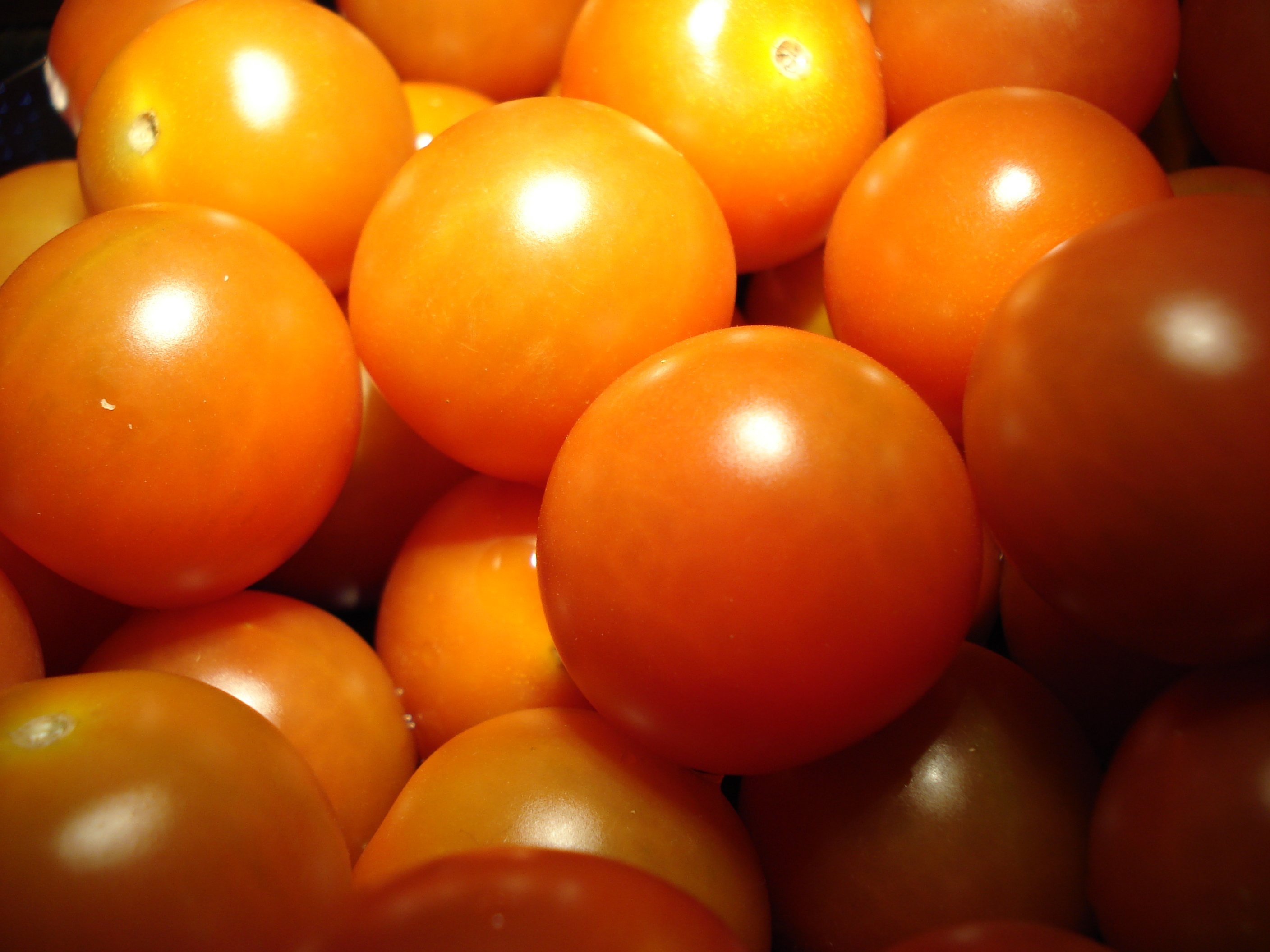 cherry tomato lot