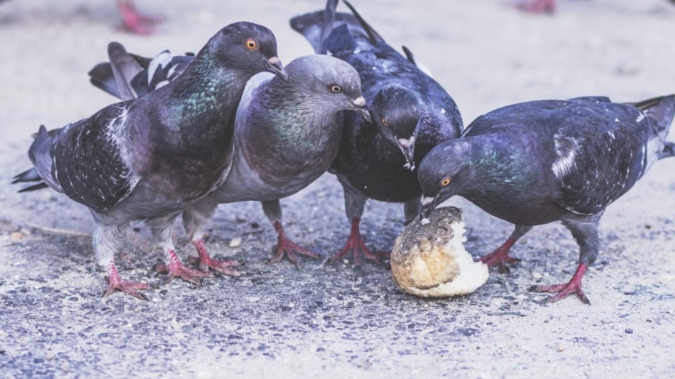 three black widow and blue bar pigeons eating bread preview
