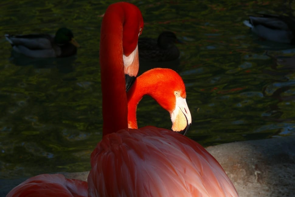2 flamingos preview