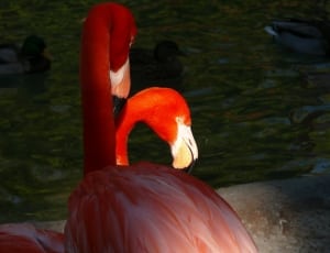 2 flamingos thumbnail