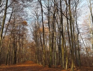 brown tree forest thumbnail