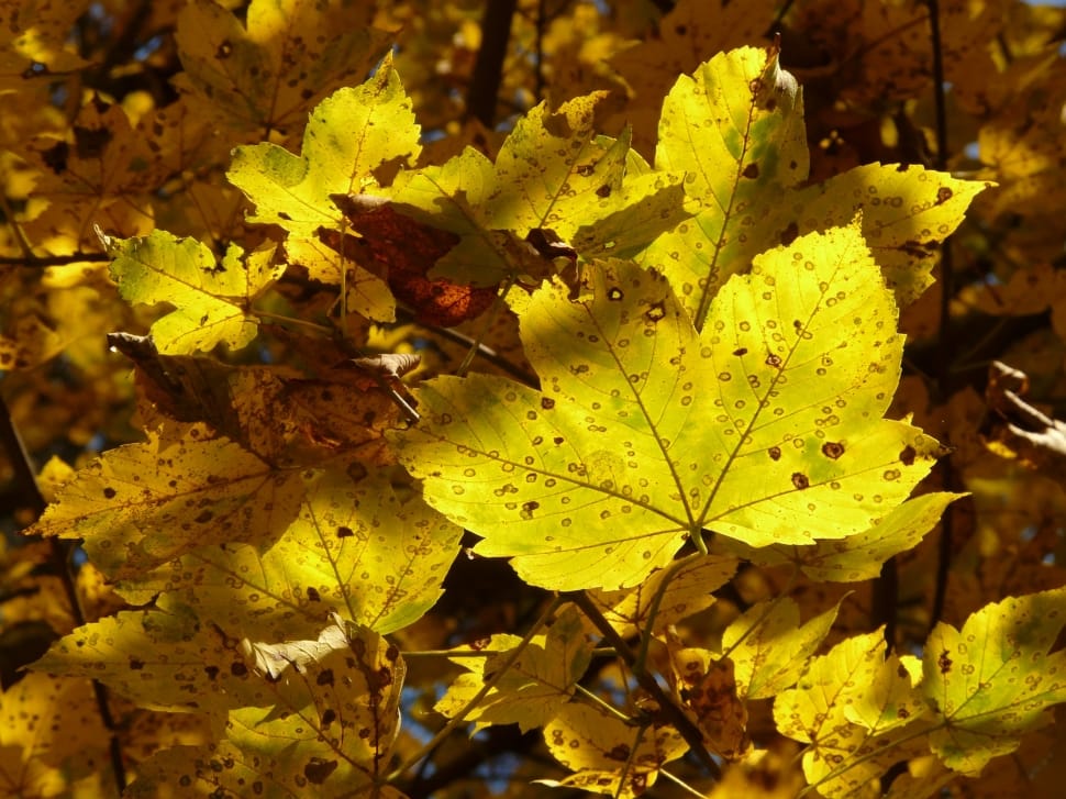 yellow-green maple leaf preview