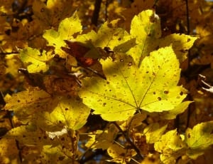 yellow-green maple leaf thumbnail