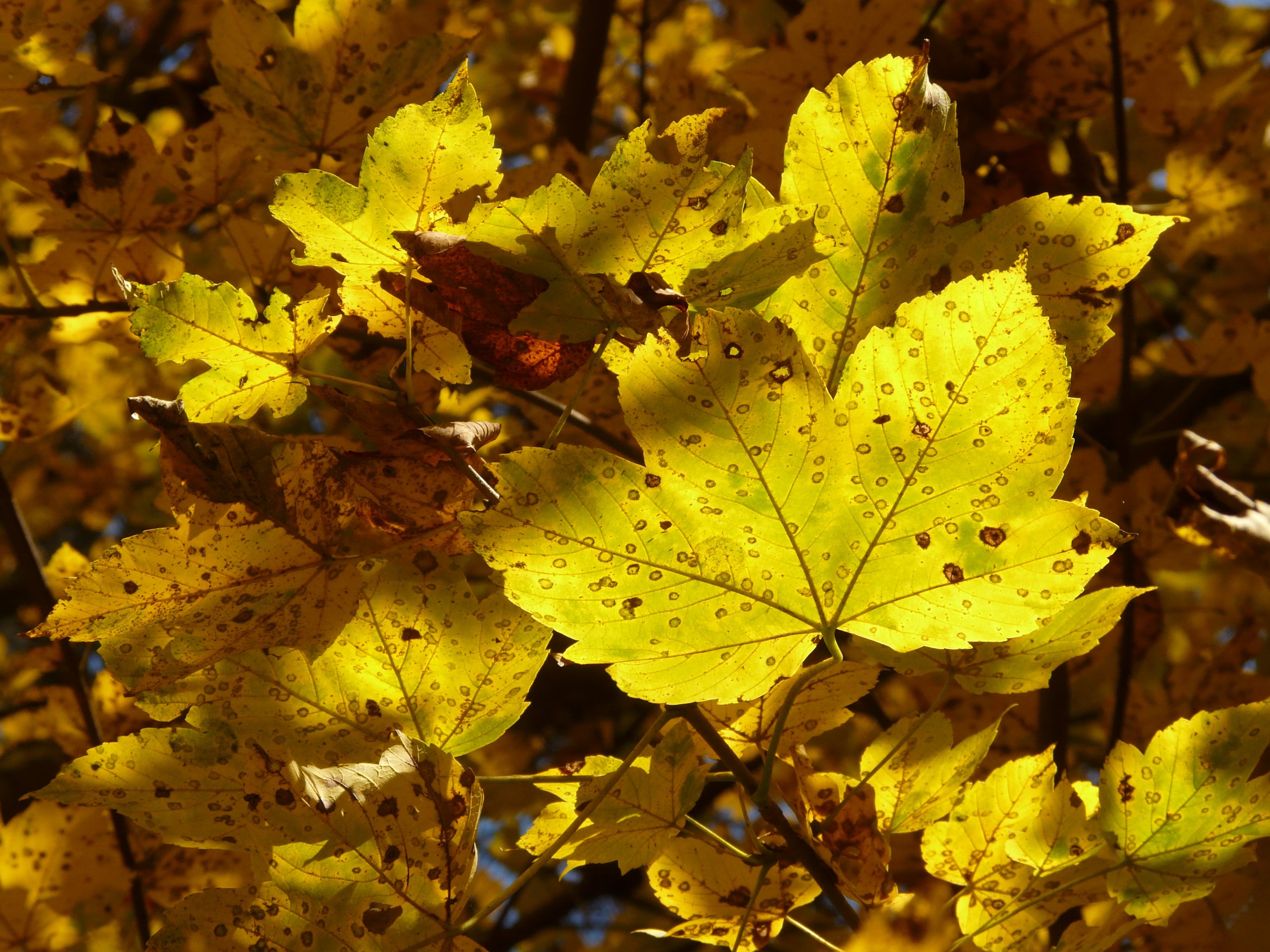 yellow-green maple leaf