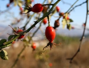 red round fruits during daytime thumbnail