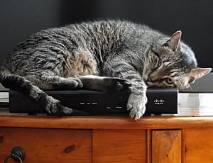 brown tabby cat and black wifi router thumbnail