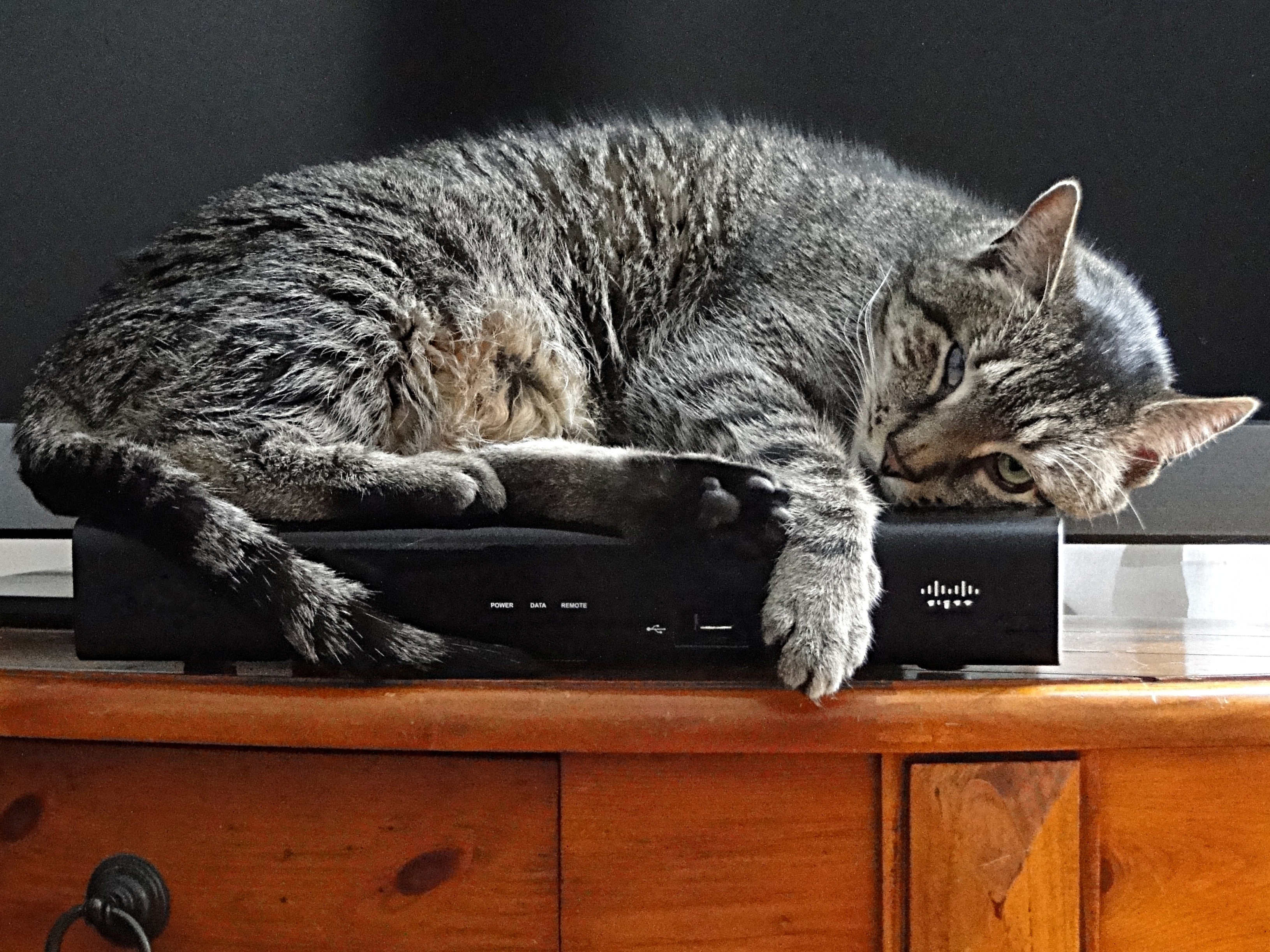 brown tabby cat and black wifi router
