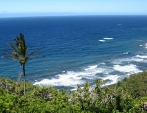palm trees near blue sea at daytime thumbnail