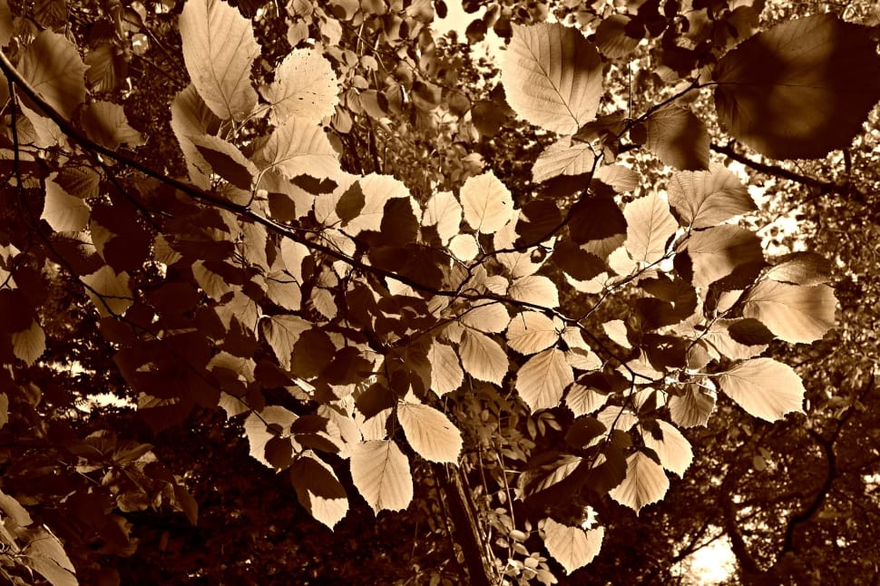 tree leaves preview
