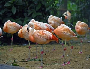 orange flamingo thumbnail