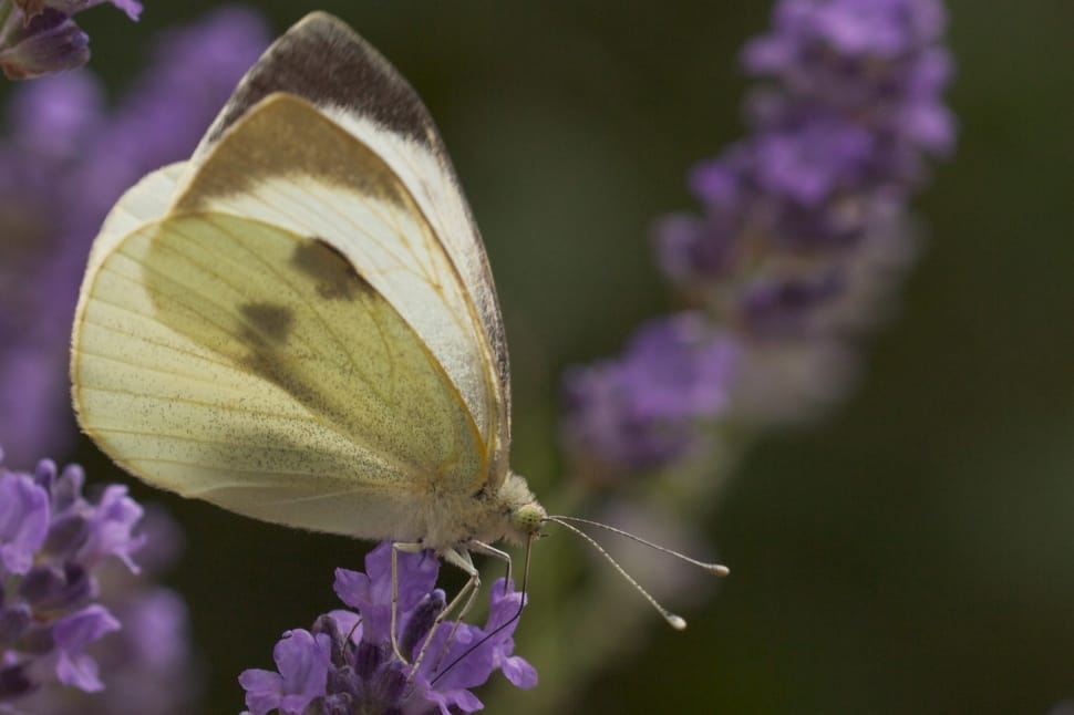 cabbage butterfly preview