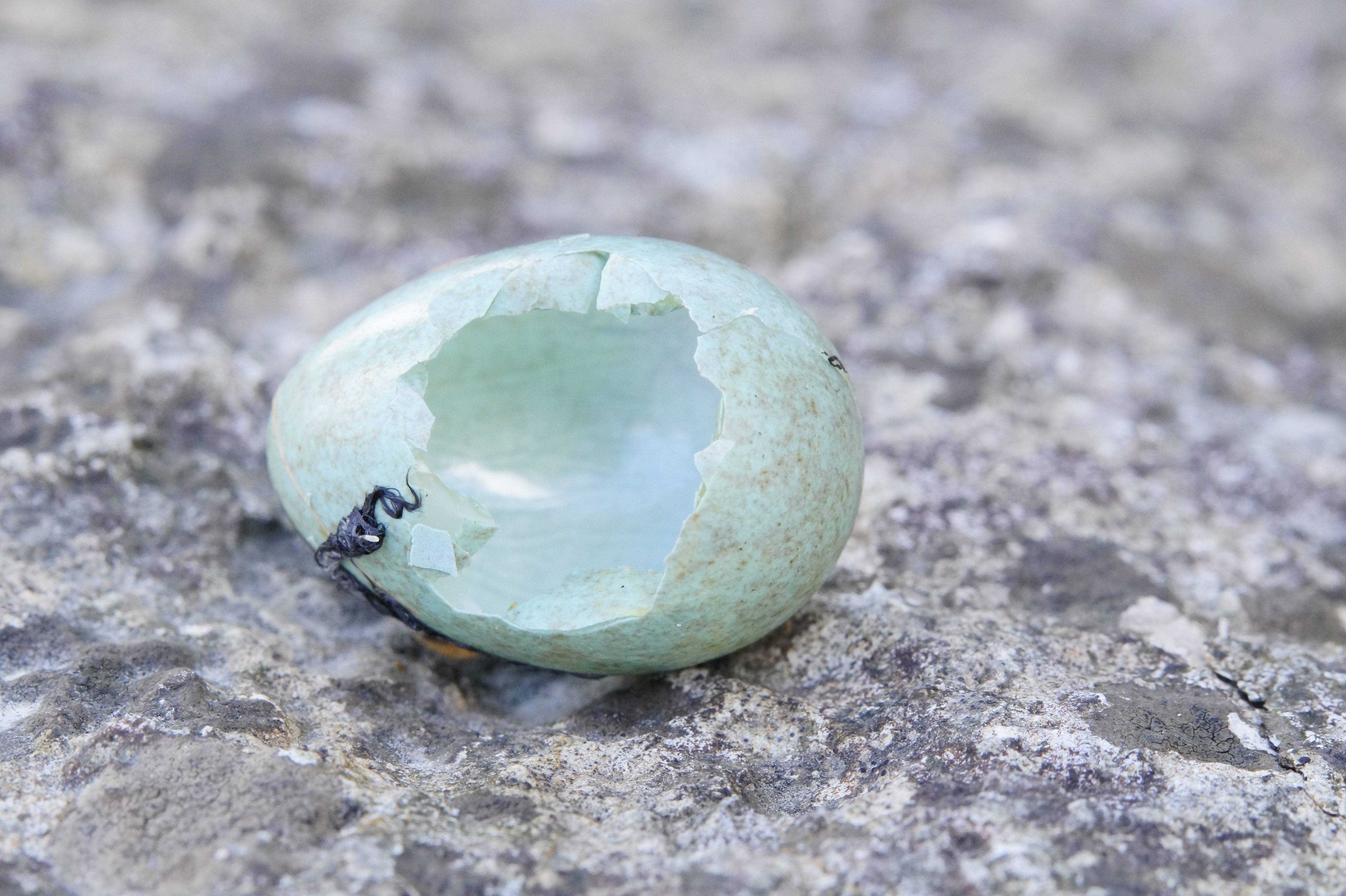 teal egg shell