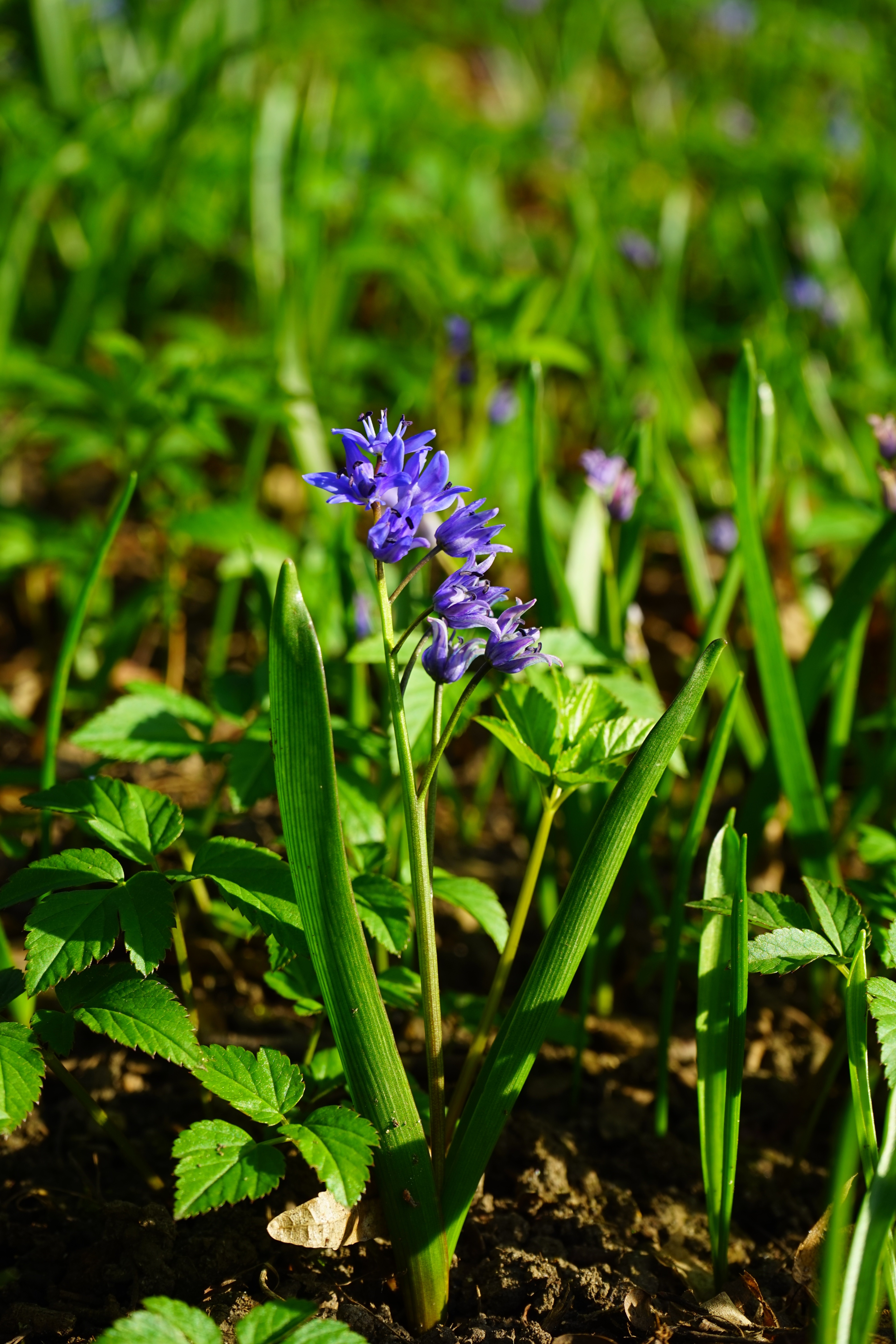 purple petaled flower