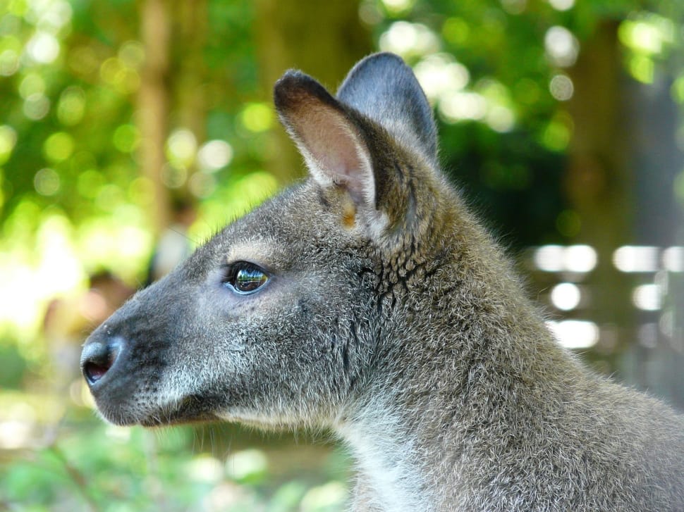 grey kangaroo preview