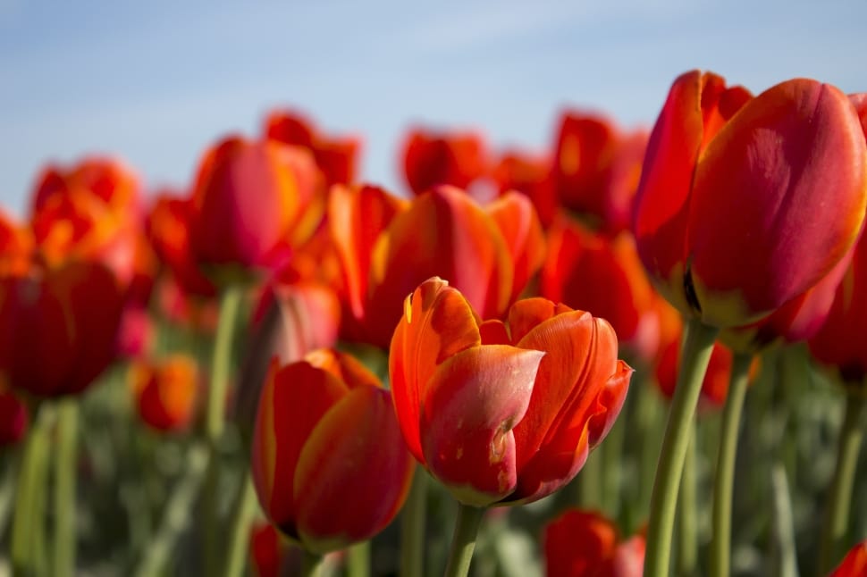 selective focus photo of red Tulips preview