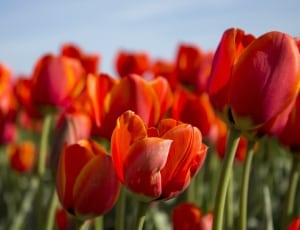 selective focus photo of red Tulips thumbnail